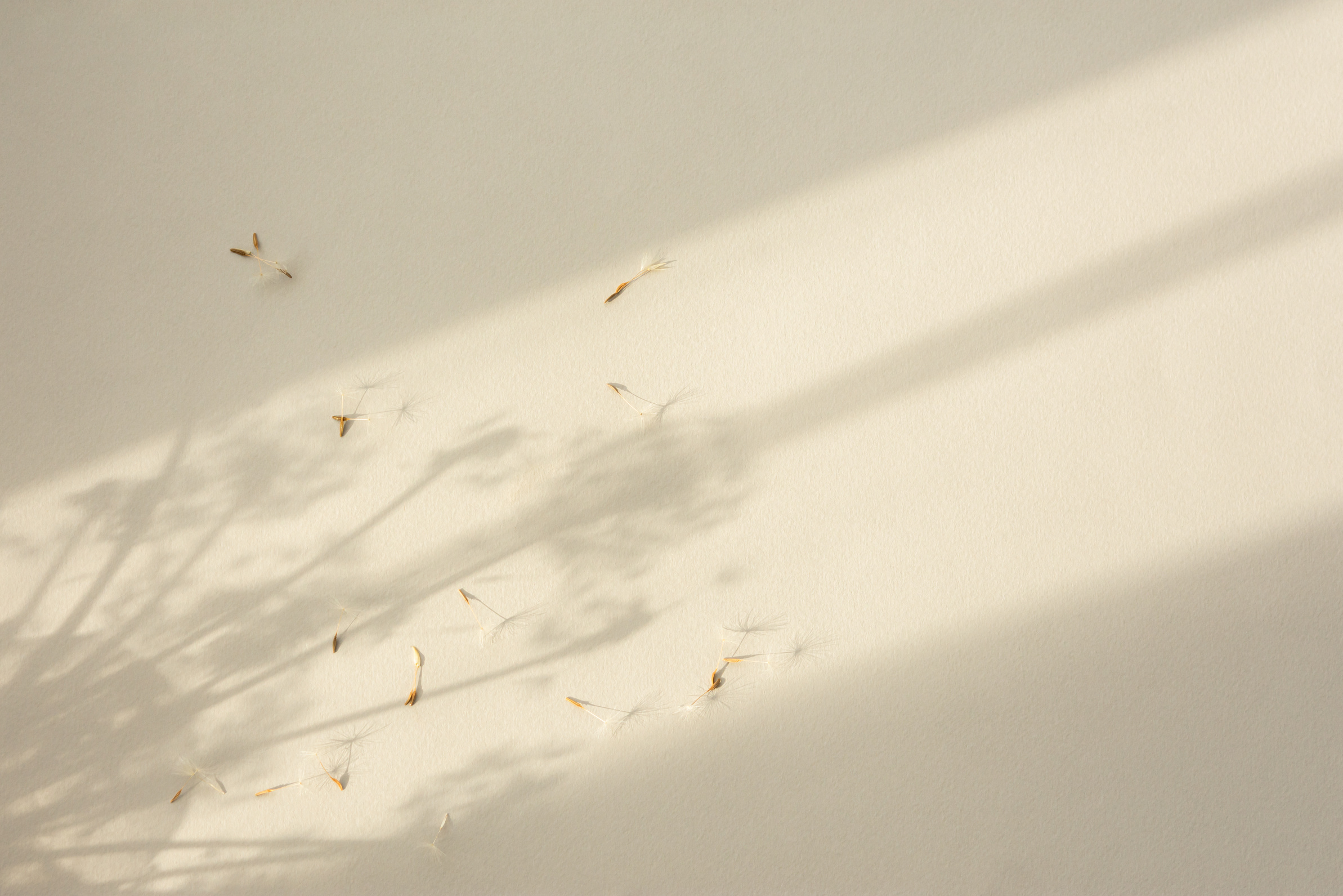 Shadow natural background of dandelion flowers on beige paper